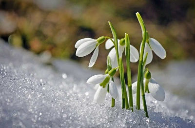 Природна аномалія: у Тернопільській області почали проростати весняні квіти 