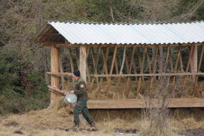 На Буковині взялися відновлювати популяцію диких зубрів, - відео