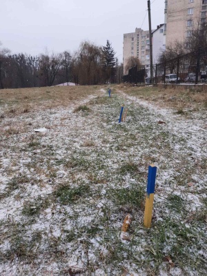 У Чернівцях вандали викорчували саджанці сосен у парку