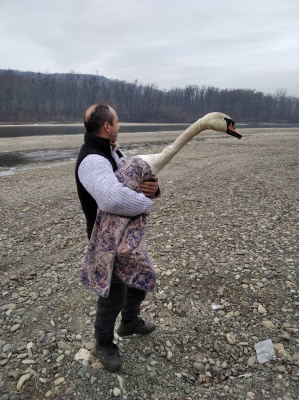 У Чернівцях зоозахисники випустили у природу лебедя, якого доглядали після травми – фото, відео