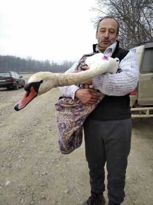 У Чернівцях зоозахисники випустили у природу лебедя, якого доглядали після травми – фото, відео
