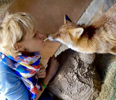 Живуть лисиця, собаки та коти: у Чернівцях жінка  утримує притулок для старих та немічних тварин