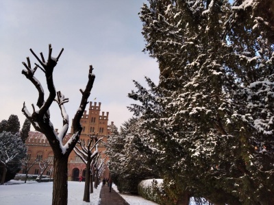 Перед центральним корпусом ЧНУ обрізали акації - фото