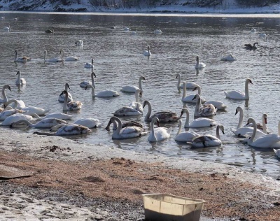 На Буковині на річці зимує 200 лебедів: їх просять не годувати хлібом
