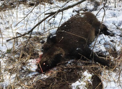 Застрелив 80-кілограмового кабана: на Буковині єгер здав поліції браконьєра