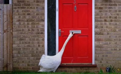 П'ять років стукає у двері: британці поскаржилися на лебедя-хулігана