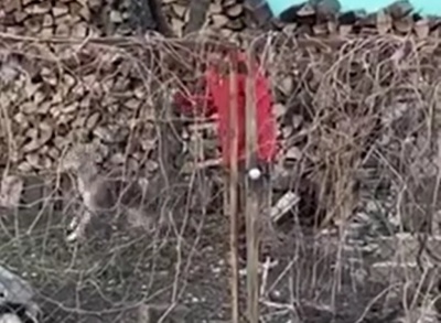Душила собаку повідком: знущання над твариною в центрі Чернівців зняли на відео