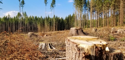 Думав, що незаконно рубають дерева, а виявилося – то лісник: поліція Буковини провела розслідування