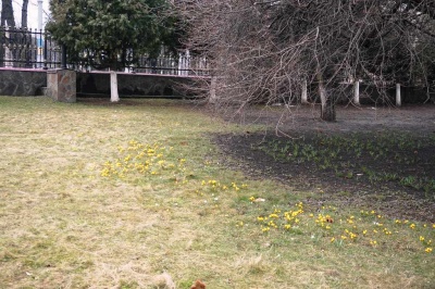 У центрі Чернівців розквітла галявина жовтих крокусів - фото