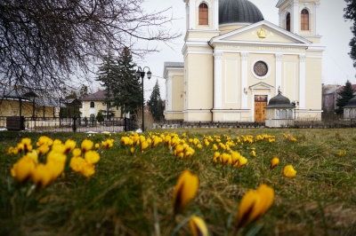 У центрі Чернівців розквітла галявина жовтих крокусів - фото