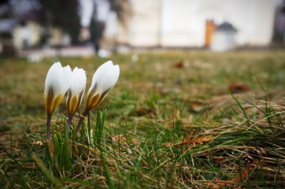 У центрі Чернівців розквітла галявина жовтих крокусів - фото