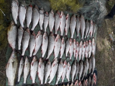На Буковині трьох браконьєрів, які наловили риби на пів мільйона, оштрафували на 17 тис грн