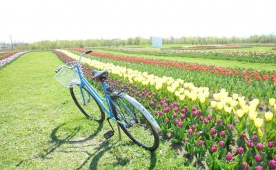 Два мільйони квітів: коли почне квітнути тюльпанове поле на Буковині