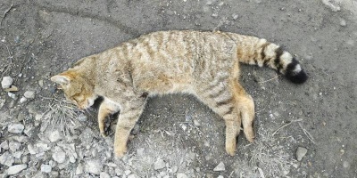 У Чернівецькій області виявили кота лісового, який входить до Червоної книги