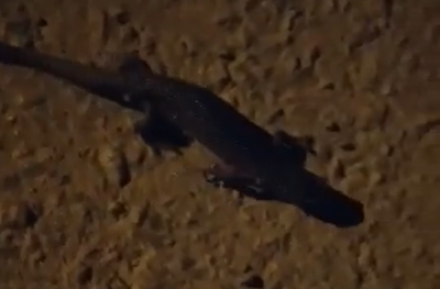 У Чернівцях помітили невідому істоту, схожу на крокодила – відео