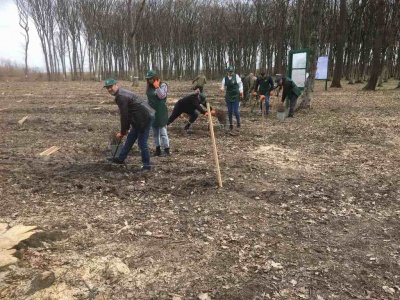 На Буковині розпочалася лісопосівна кампанія – фото