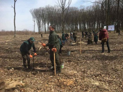 На Буковині розпочалася лісопосівна кампанія – фото