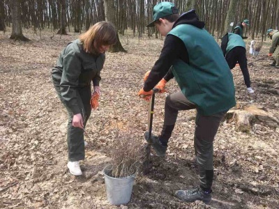 На Буковині розпочалася лісопосівна кампанія – фото