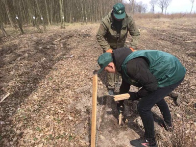 На Буковині розпочалася лісопосівна кампанія – фото