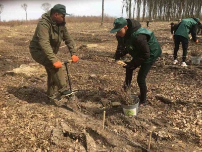 На Буковині розпочалася лісопосівна кампанія – фото