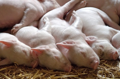 На Буковині виявили африканську чуму свиней: тепер заб’ють 21 тисячу тварин