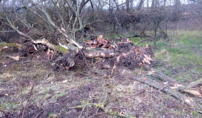 Повиривали з корінням: у лісництві на Буковині пошкодили майже сотню дерев