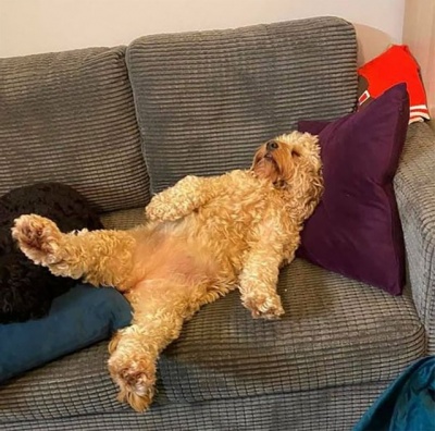 Собаки, які заснули занадто раптово: добірка кумедних фото