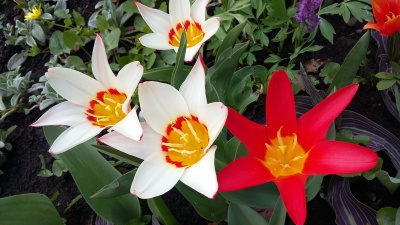 Галявина тюльпанів та нарцисів: ботанічний сад у Чернівцях запрошує на екскурсію