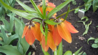 Галявина тюльпанів та нарцисів: ботанічний сад у Чернівцях запрошує на екскурсію