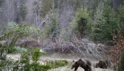 Потрапили у фотопастку: на Буковині ведмедиця і троє малюків вдень розгулювали лісом - відео