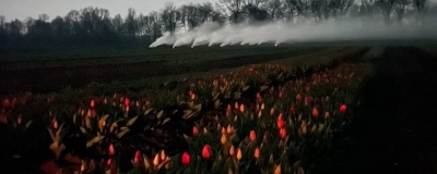 На Буковині через різке зниження температури фермери всю ніч відігрівали тюльпанове поле