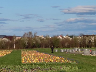 У селі під Чернівцями вже почало розквітати тюльпанове поле – фото