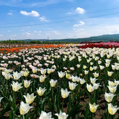 На Буковині для відвідувачів відкрили тюльпанові поля: вартість квитків