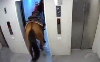 У мережі показали, як прокотити коня в ліфті житлового будинку