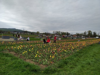 Озеро з квітами та гойдалки: чим здивує тюльпанове поле на Буковині - фото