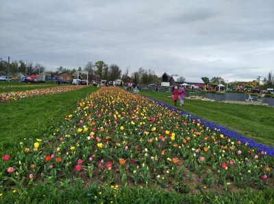 Озеро з квітами та гойдалки: чим здивує тюльпанове поле на Буковині - фото