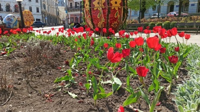 У центрі Чернівців невідомі затоптали клумбу з тюльпанами – фото