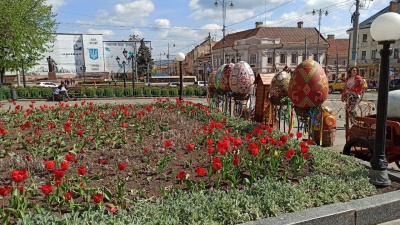 У центрі Чернівців невідомі затоптали клумбу з тюльпанами – фото