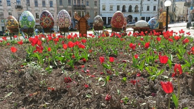 У центрі Чернівців невідомі затоптали клумбу з тюльпанами – фото