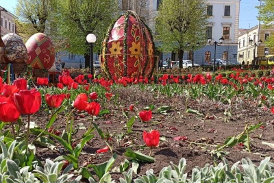 У центрі Чернівців невідомі затоптали клумбу з тюльпанами – фото