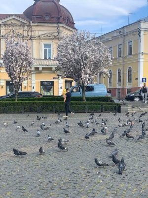 У Чернівцях зацвіло понад сто дерев сакури - фото