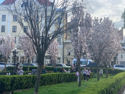 У Чернівцях зацвіло понад сто дерев сакури - фото