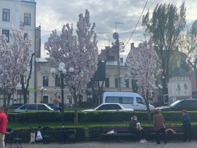 У Чернівцях зацвіло понад сто дерев сакури - фото