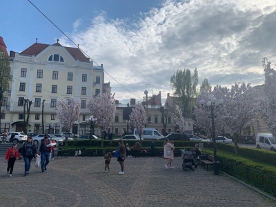 У Чернівцях зацвіло понад сто дерев сакури - фото