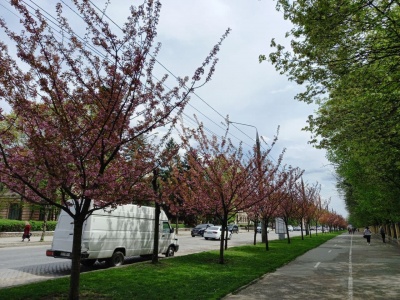 У Чернівцях зацвіло понад сто дерев сакури - фото