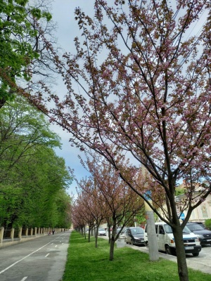 У Чернівцях зацвіло понад сто дерев сакури - фото