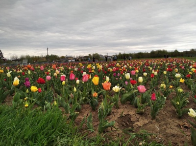 Стало відомо, скільки ще часу цвістимуть тюльпани на Буковині