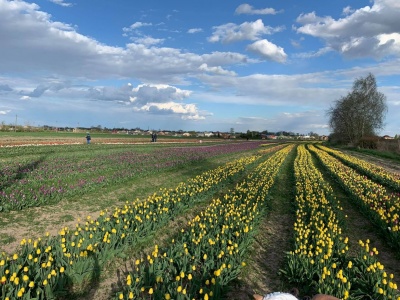 Як виглядає тюльпанове поле, яке підприємець перевіз з Буковини на Прикарпаття – фото