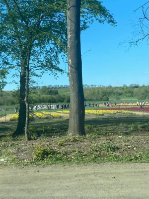 На Буковині ще одна траса у заторах через тюльпанове поле