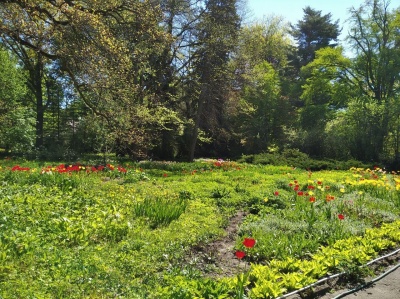 Ботанічний сад у Чернівцях відчинив двері для відвідувачів: як потрапити - фото